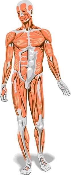 L-anatomia-esperienziale-nel-recupero-funzionale